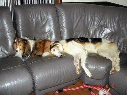 安心してお休み中のパールとカノン