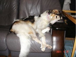 くつろぐパール