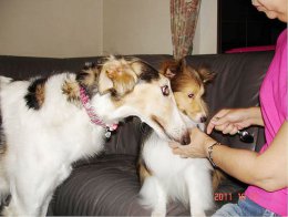 セラピードッグ