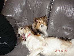 カノンと愛知南本部のジュニアセラピスト香ちゃん2