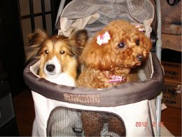 セラピードッグ