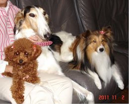 今年もよろしくお願い致します：セラピードッグより