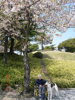 お花見セラピー