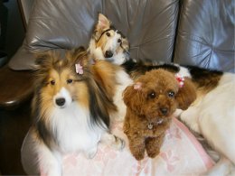 夏はセラピードッグも辛い季節わ(笑)