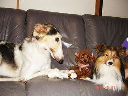 つばさクリニックセラピードッグ