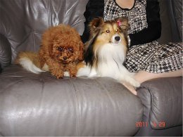 カノンとリボン