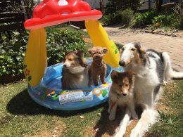 セラピードッグ達