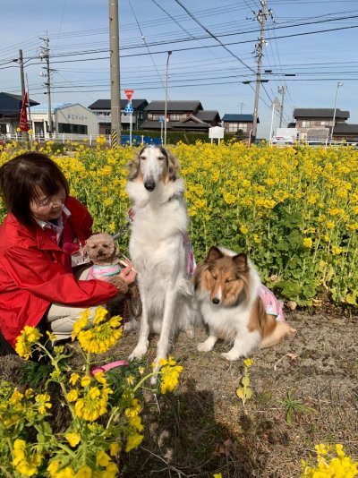 菜の花とセラピードッグたち