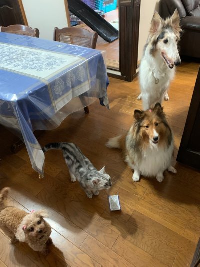 メルとセラピードッグ達